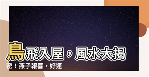 鳥飛 入 屋 風水|【鳥飛進家裡代表什麼】鳥飛進家裡暗示什麼？驚人預兆揭露！